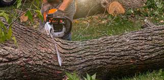 Best Stump Grinding and Removal  in Palmer Lake, CO
