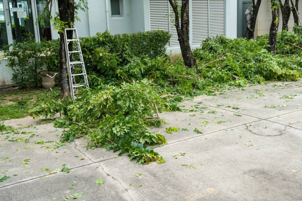Professional Tree Services in Palmer Lake, CO