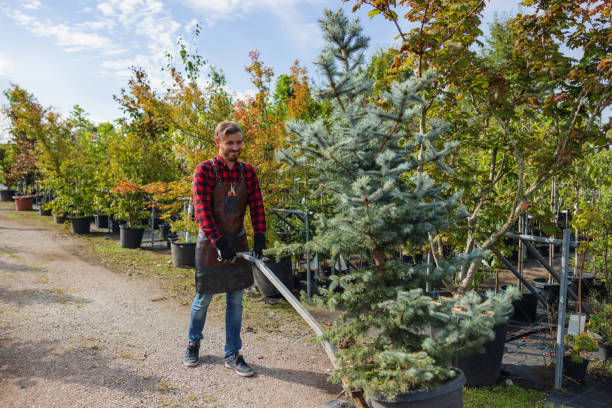 Best Lawn Irrigation Installation and Maintenance  in Palmer Lake, CO